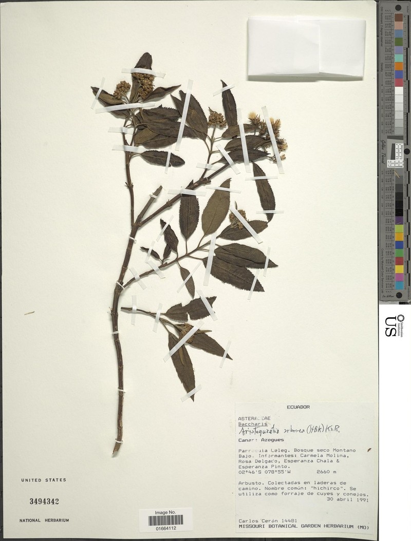 Aristeguietia arborea