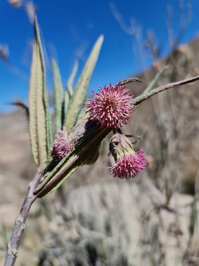 Aristeguietia ballii