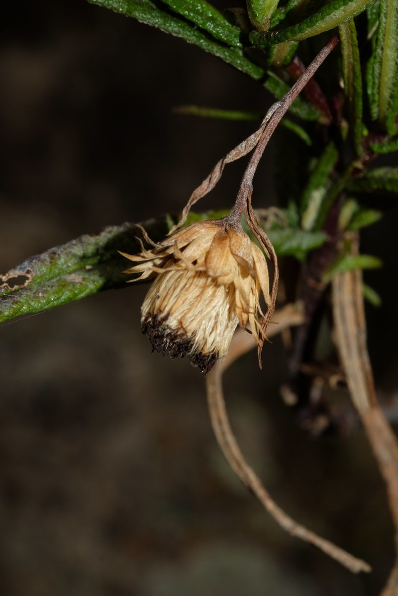 Aristeguietia ballii photo 2
