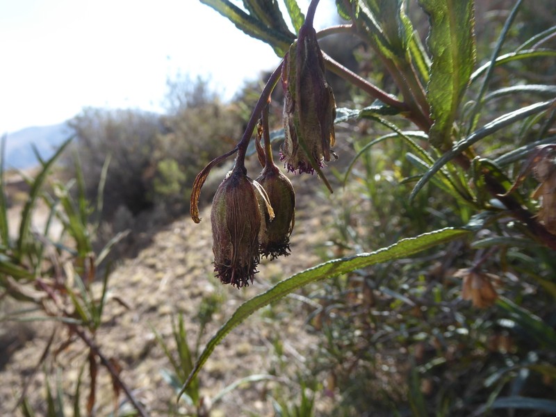 Aristeguietia ballii photo 4