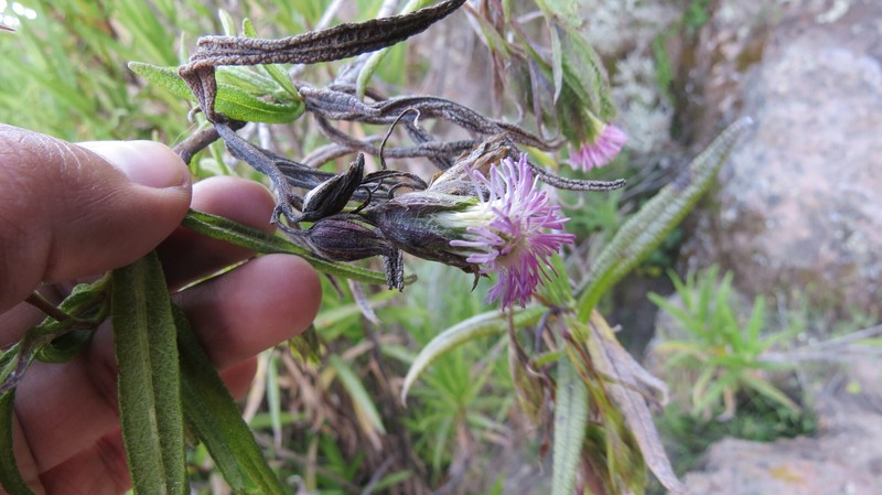Aristeguietia ballii photo 7