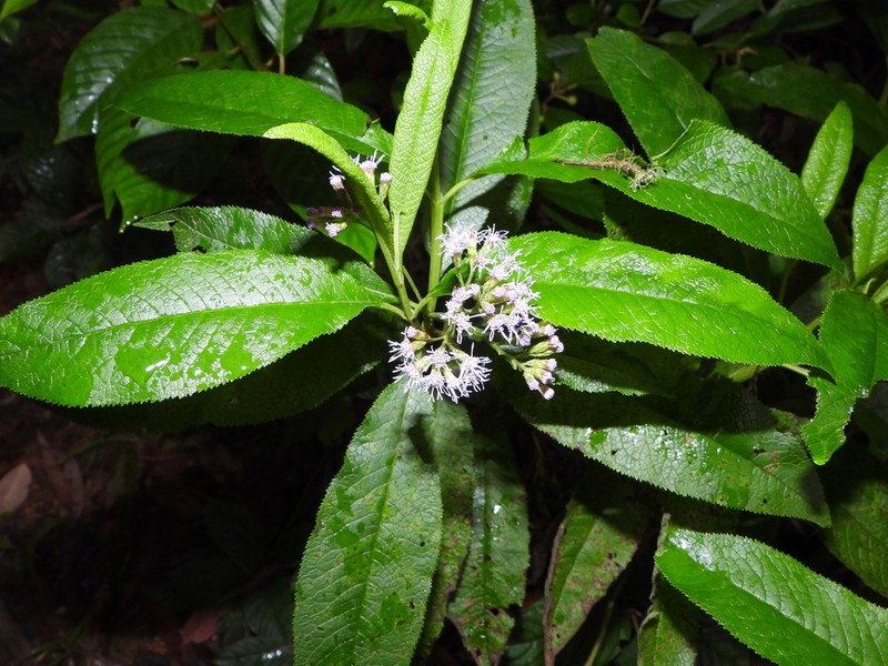 Aristeguietia buddlejifolia photo 3