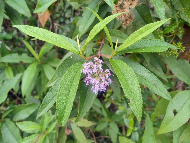 Aristeguietia buddlejifolia photo 4