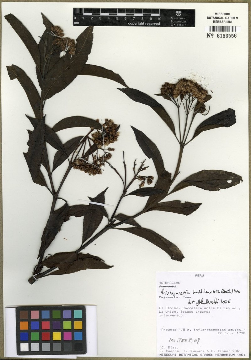 Aristeguietia buddlejifolia photo 5