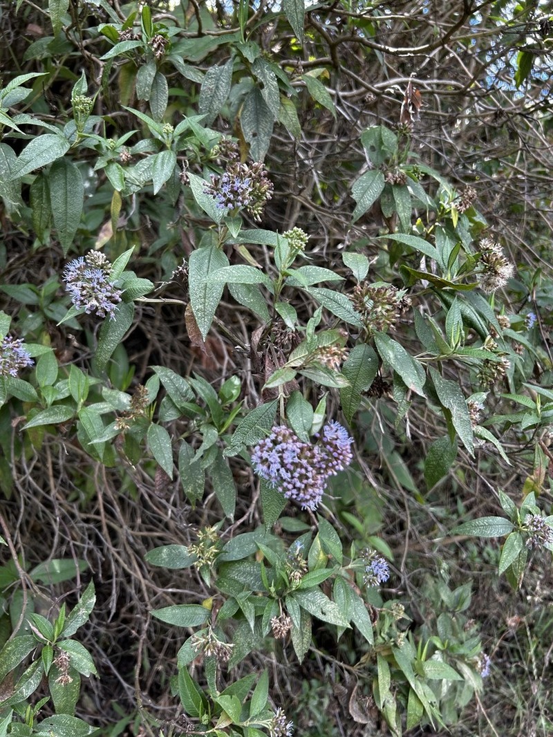 Aristeguietia buddlejifolia