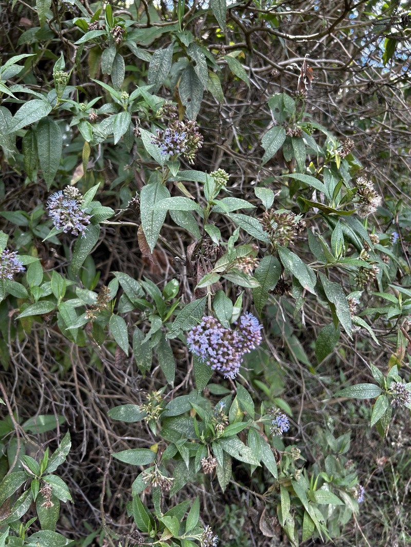 Aristeguietia buddlejifolia photo 2
