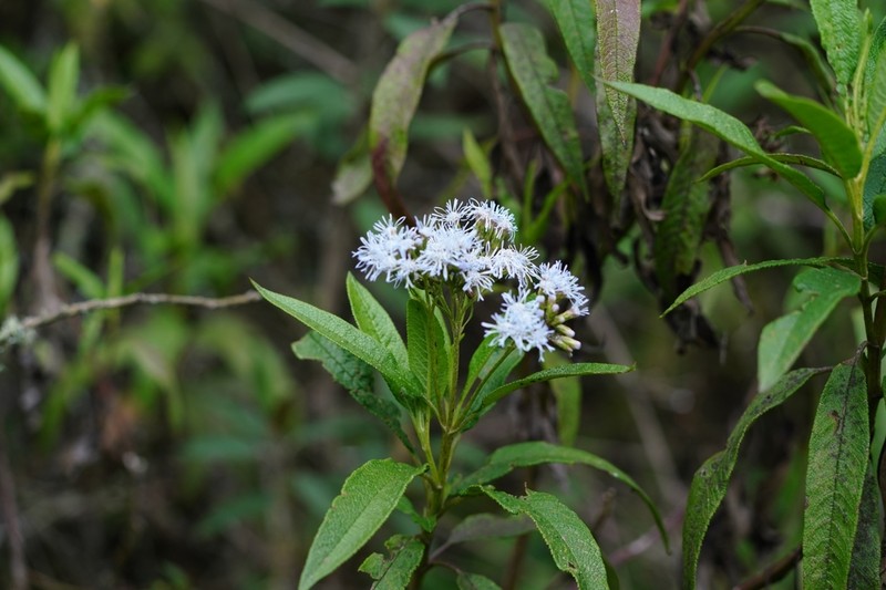 Aristeguietia cacalioides photo 2