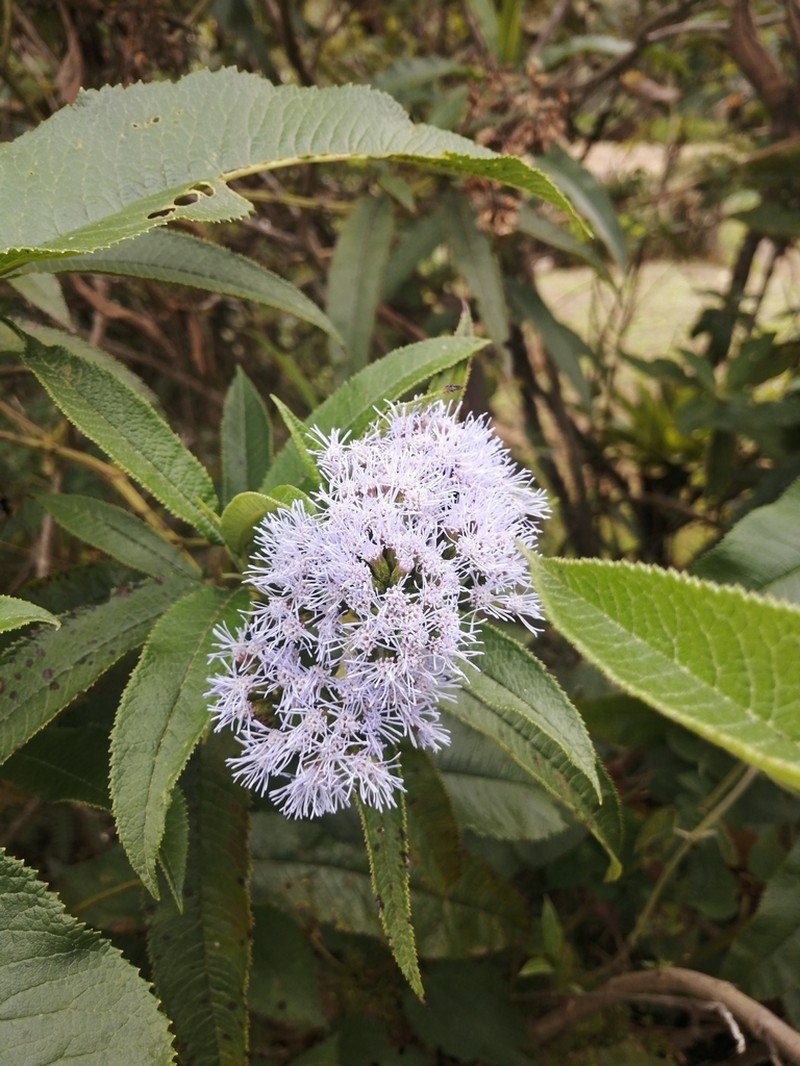 Aristeguietia cacalioides photo 3