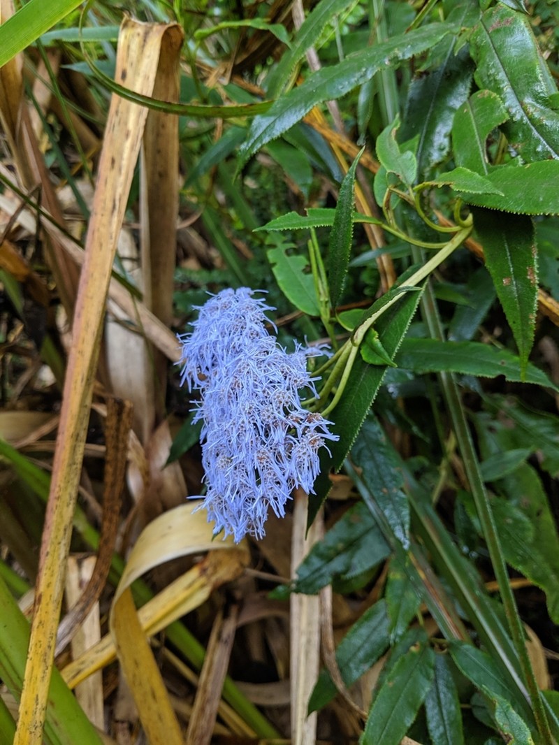Aristeguietia cacalioides photo 4