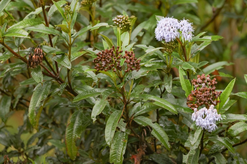Aristeguietia cacalioides photo 5