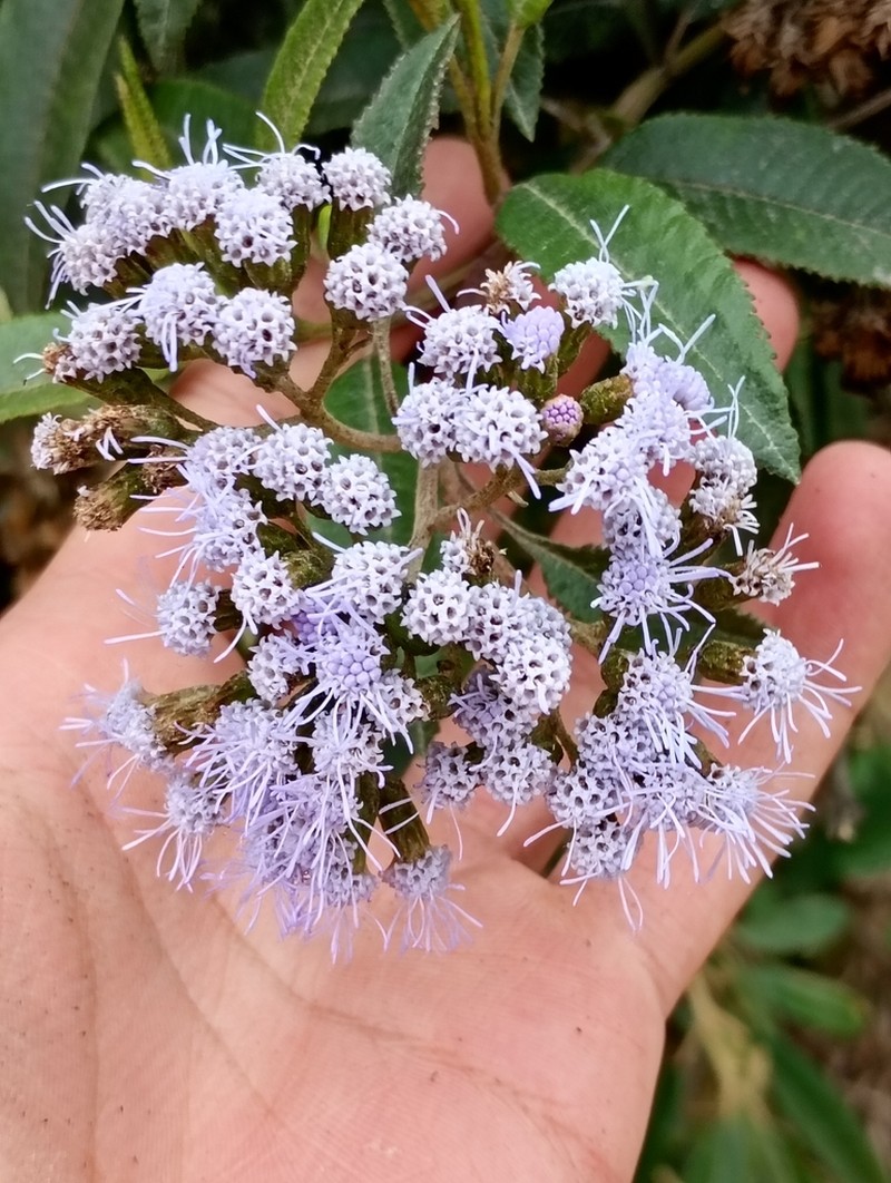 Aristeguietia cacalioides photo 6