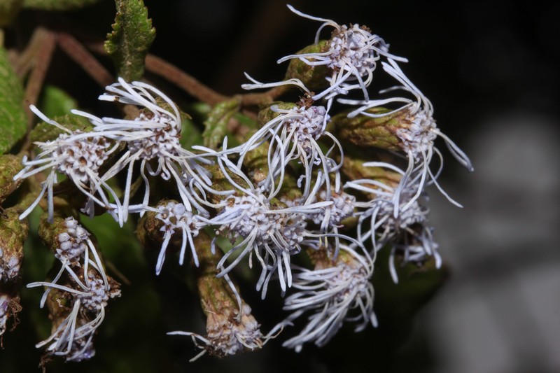 Aristeguietia cacalioides photo 7