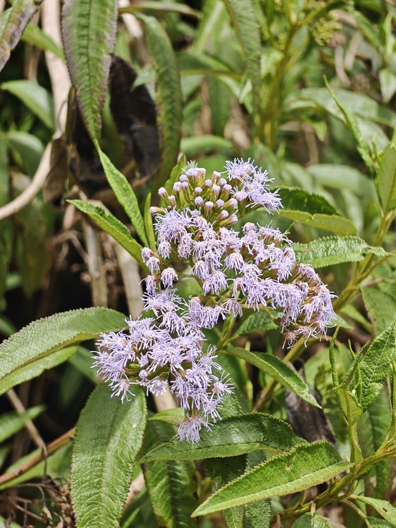 Aristeguietia cacalioides photo 8