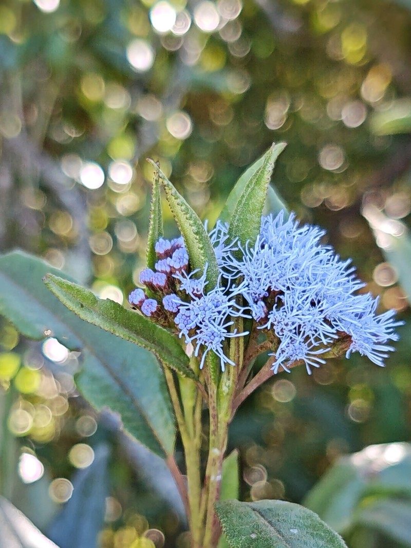 Aristeguietia cacalioides