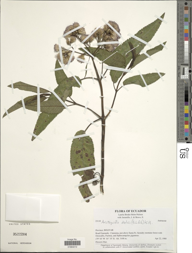Aristeguietia dielsii