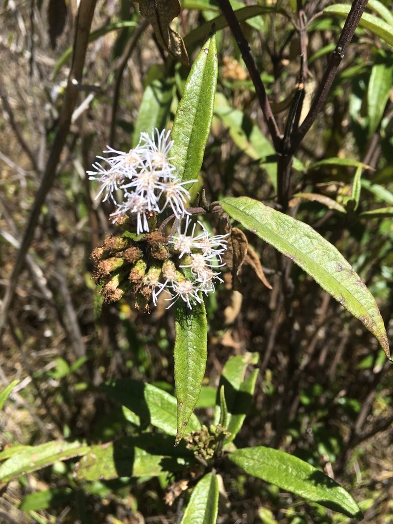 Aristeguietia discolor photo 2