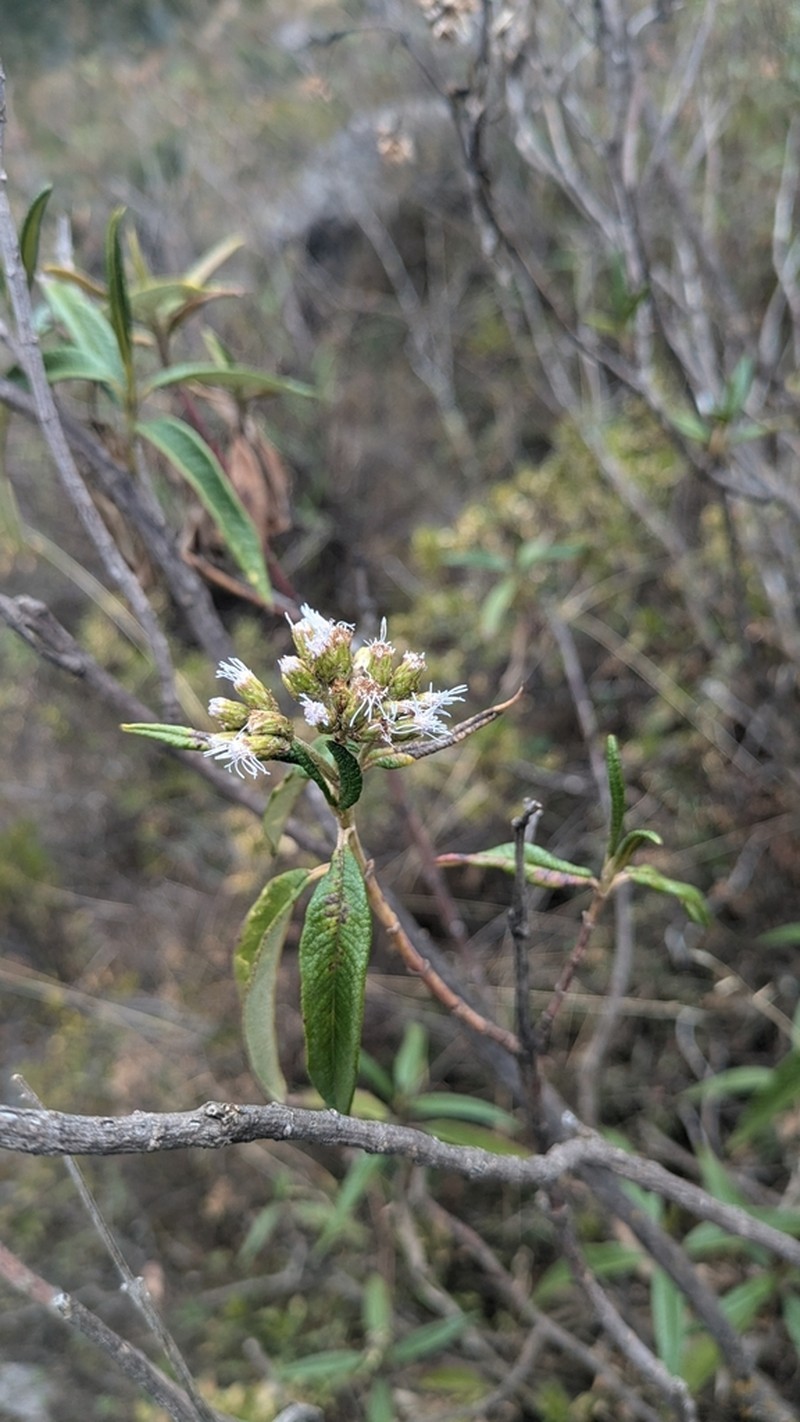 Aristeguietia discolor photo 3
