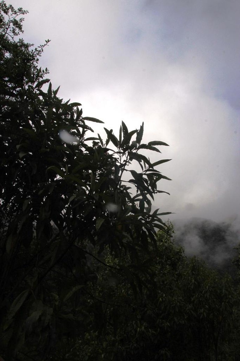Aristeguietia discolor photo 5