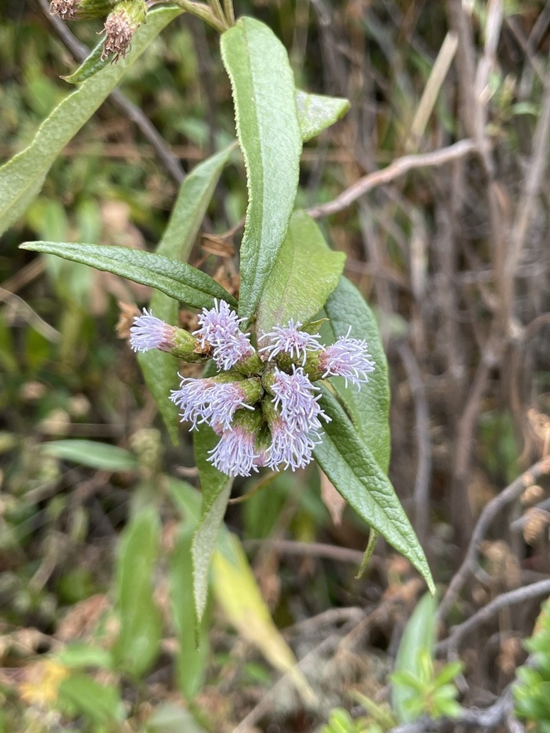 Aristeguietia discolor photo 6