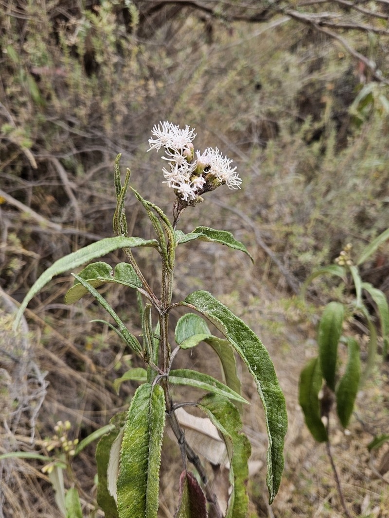 Aristeguietia discolor photo 7