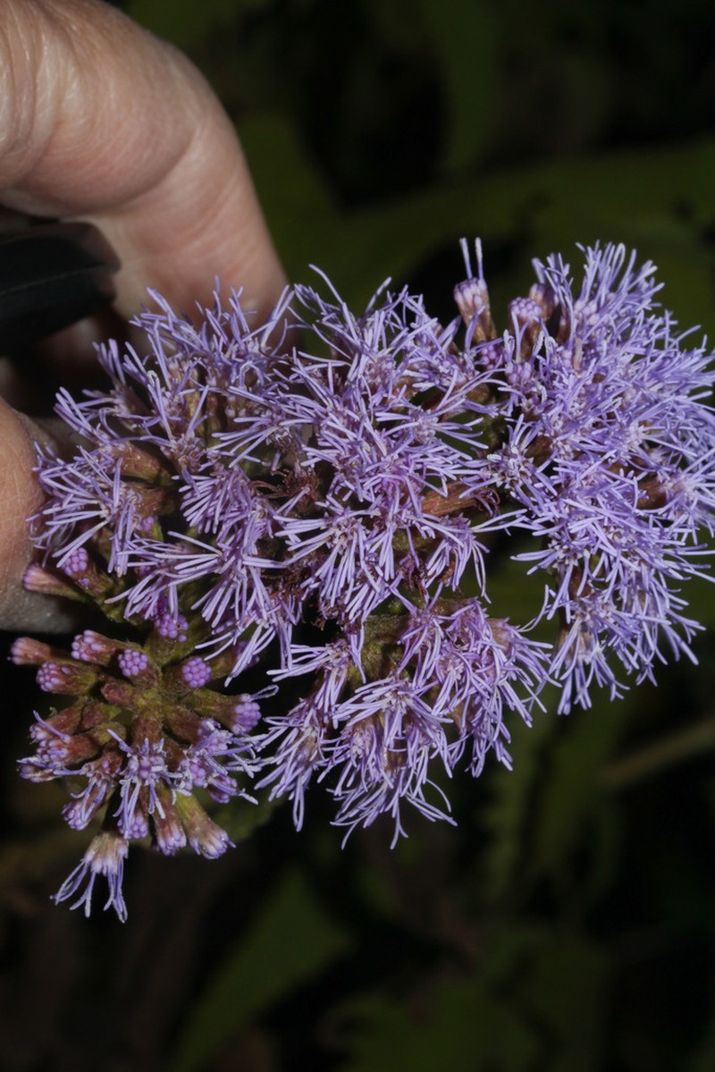 Aristeguietia gascae