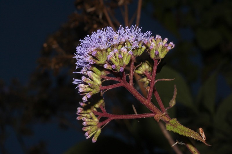 Aristeguietia gascae photo 2