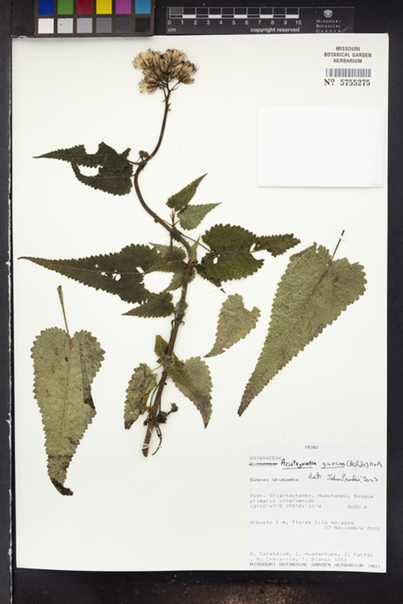 Aristeguietia gascae photo 5