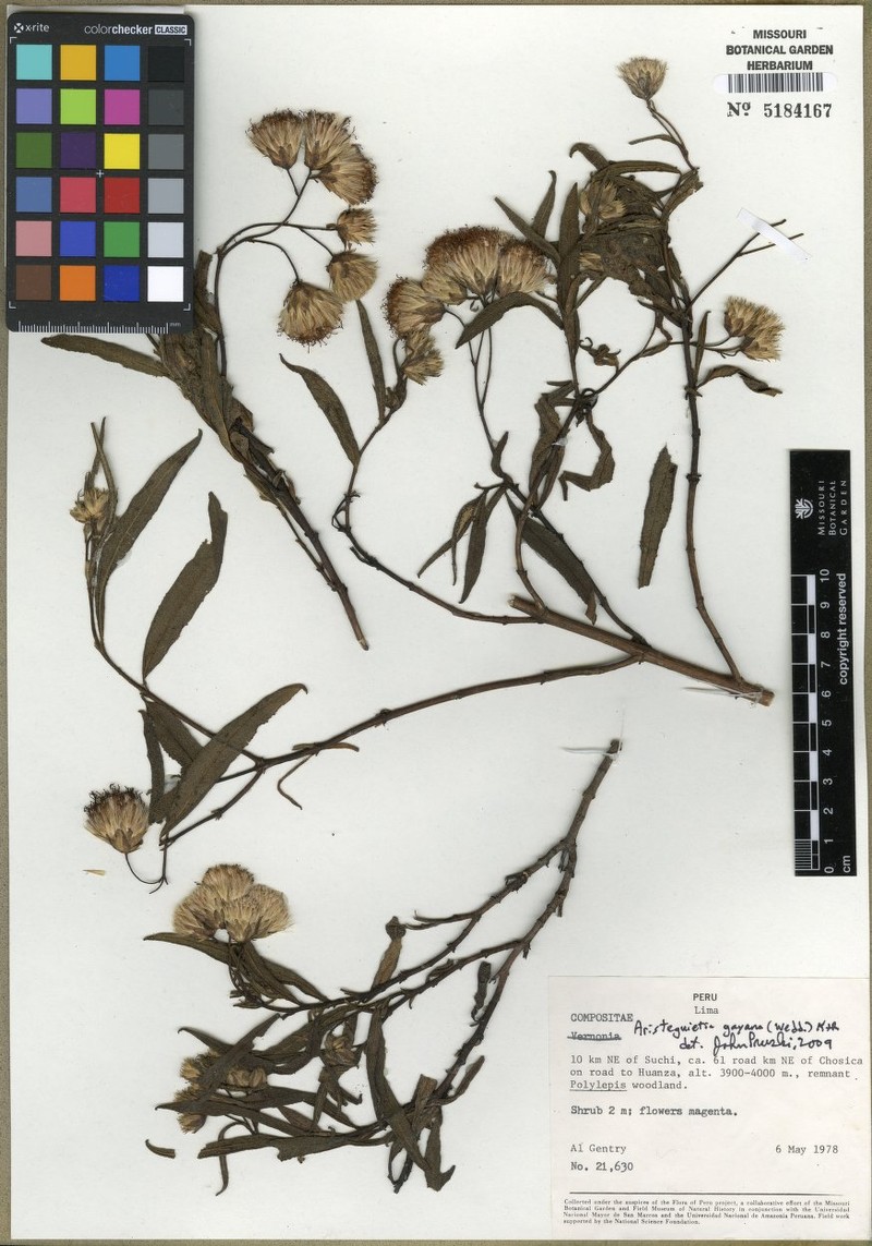 Aristeguietia gayana