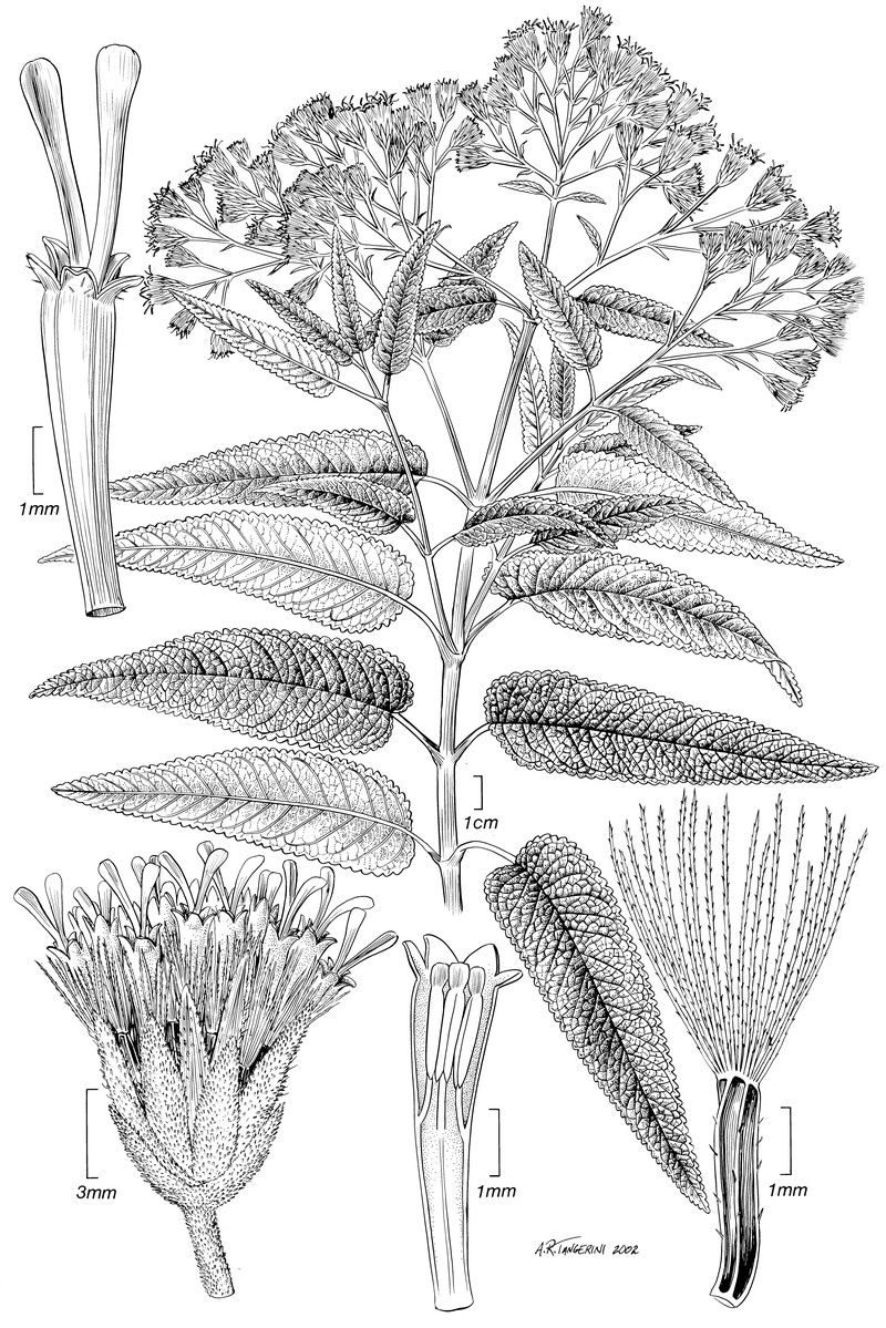 Aristeguietia glutinosa