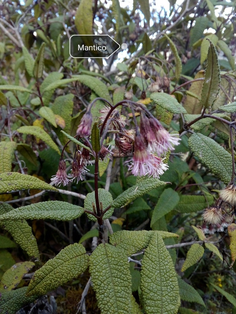 Aristeguietia glutinosa photo 3