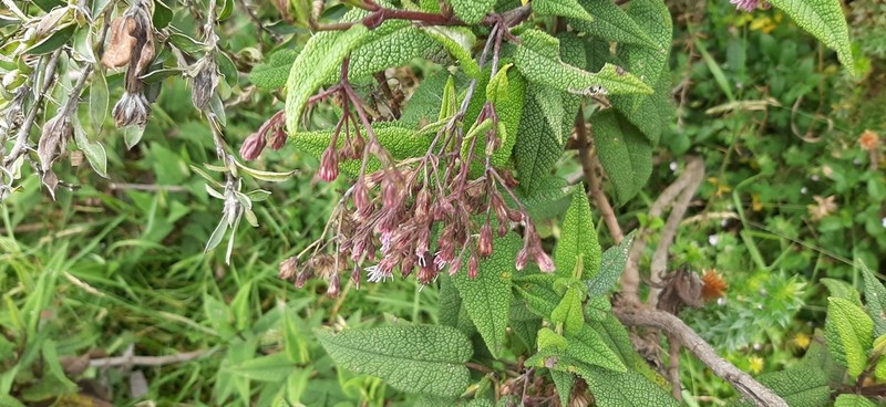 Aristeguietia glutinosa photo 4