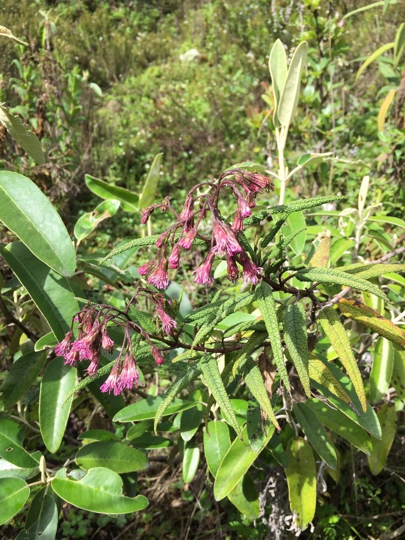 Aristeguietia glutinosa photo 5