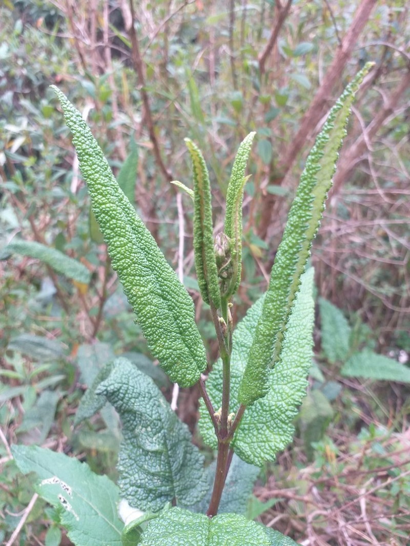 Aristeguietia glutinosa photo 6