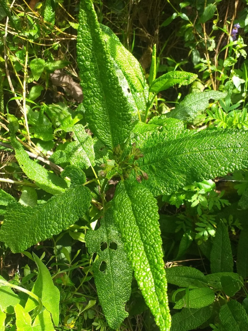 Aristeguietia glutinosa photo 7