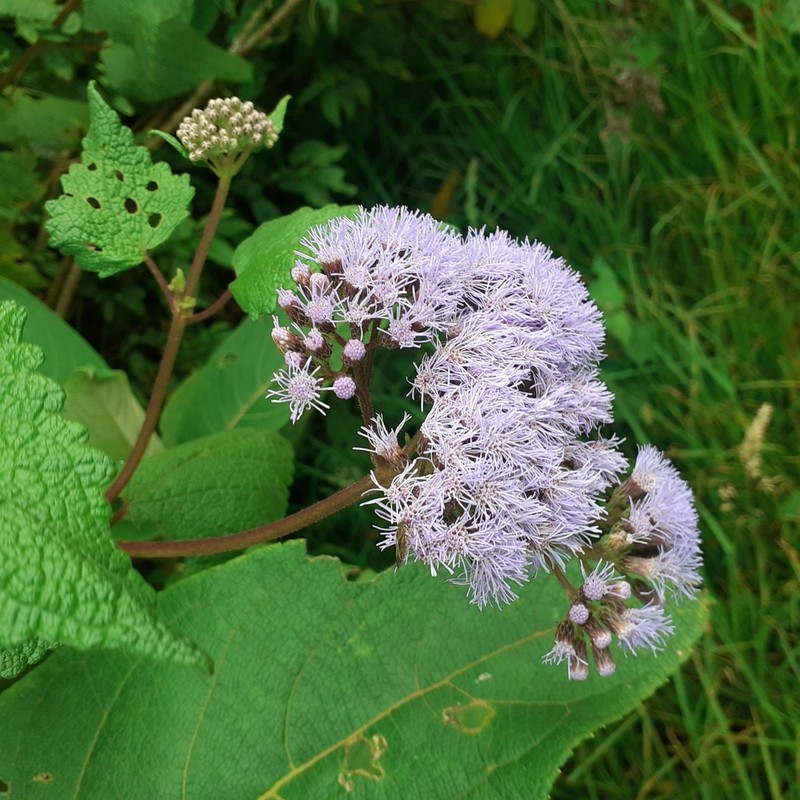 Aristeguietia lamiifolia