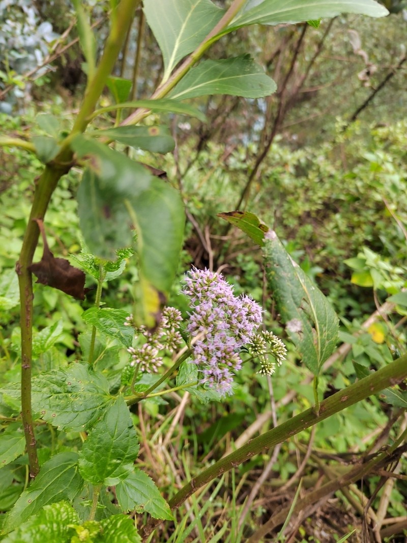 Aristeguietia lamiifolia photo 2