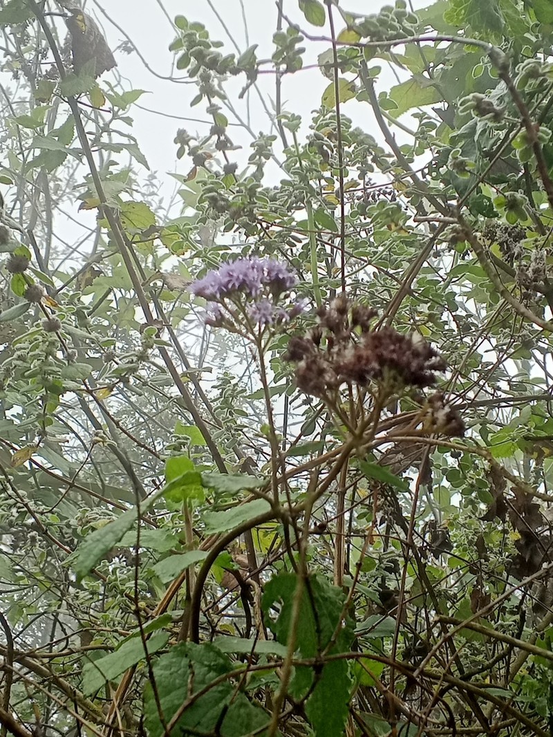 Aristeguietia lamiifolia photo 3