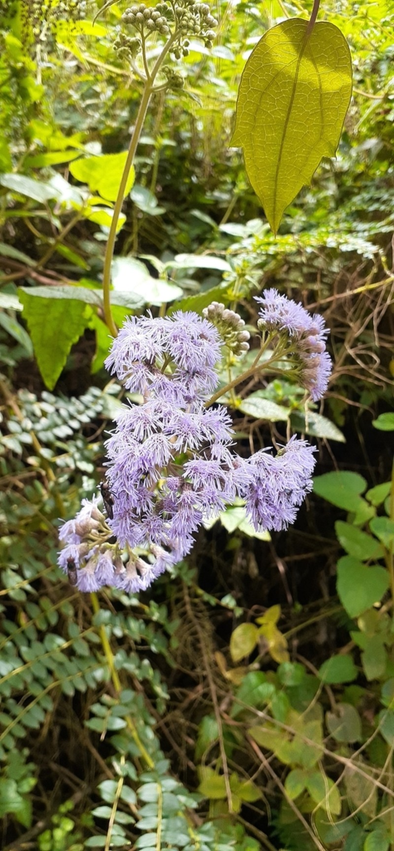 Aristeguietia lamiifolia photo 4