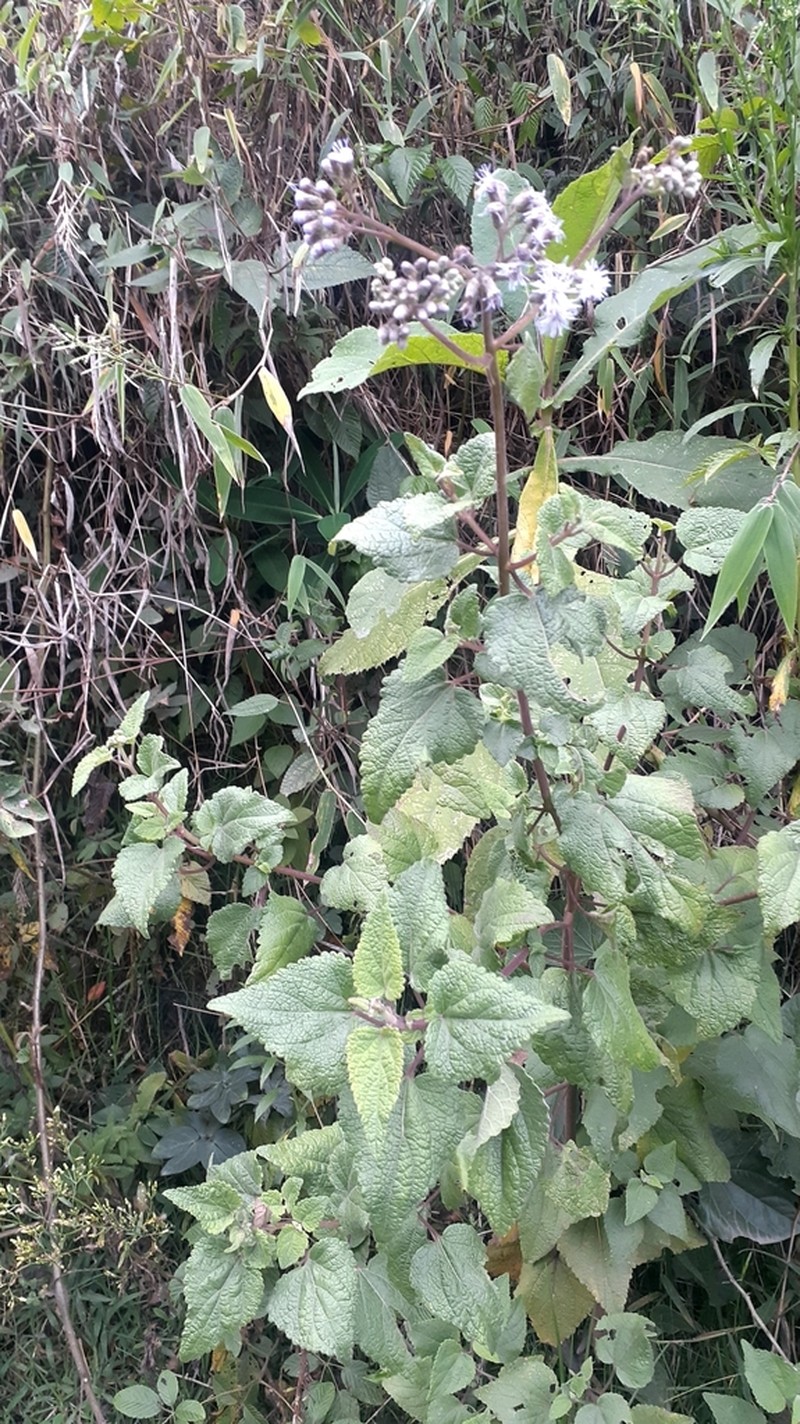 Aristeguietia lamiifolia photo 5
