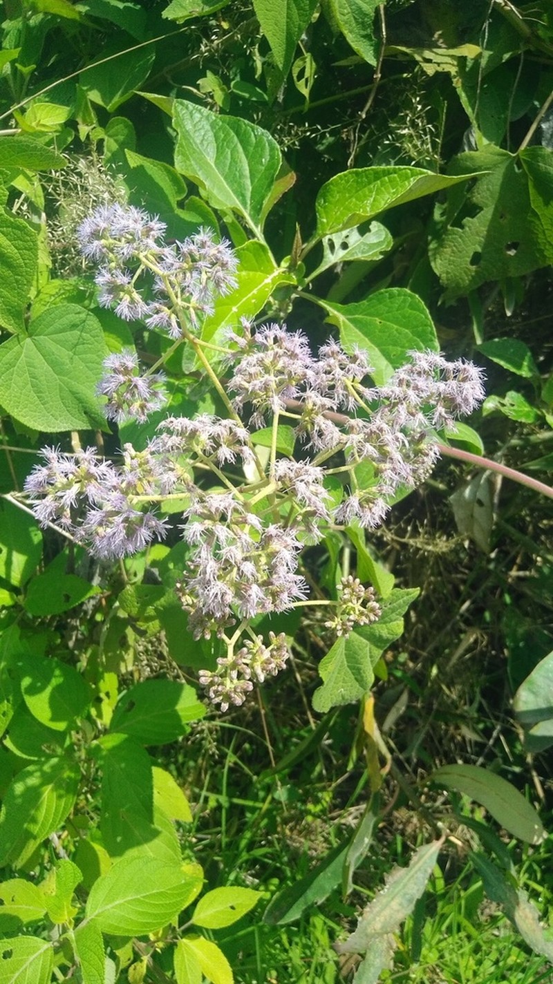 Aristeguietia lamiifolia photo 6