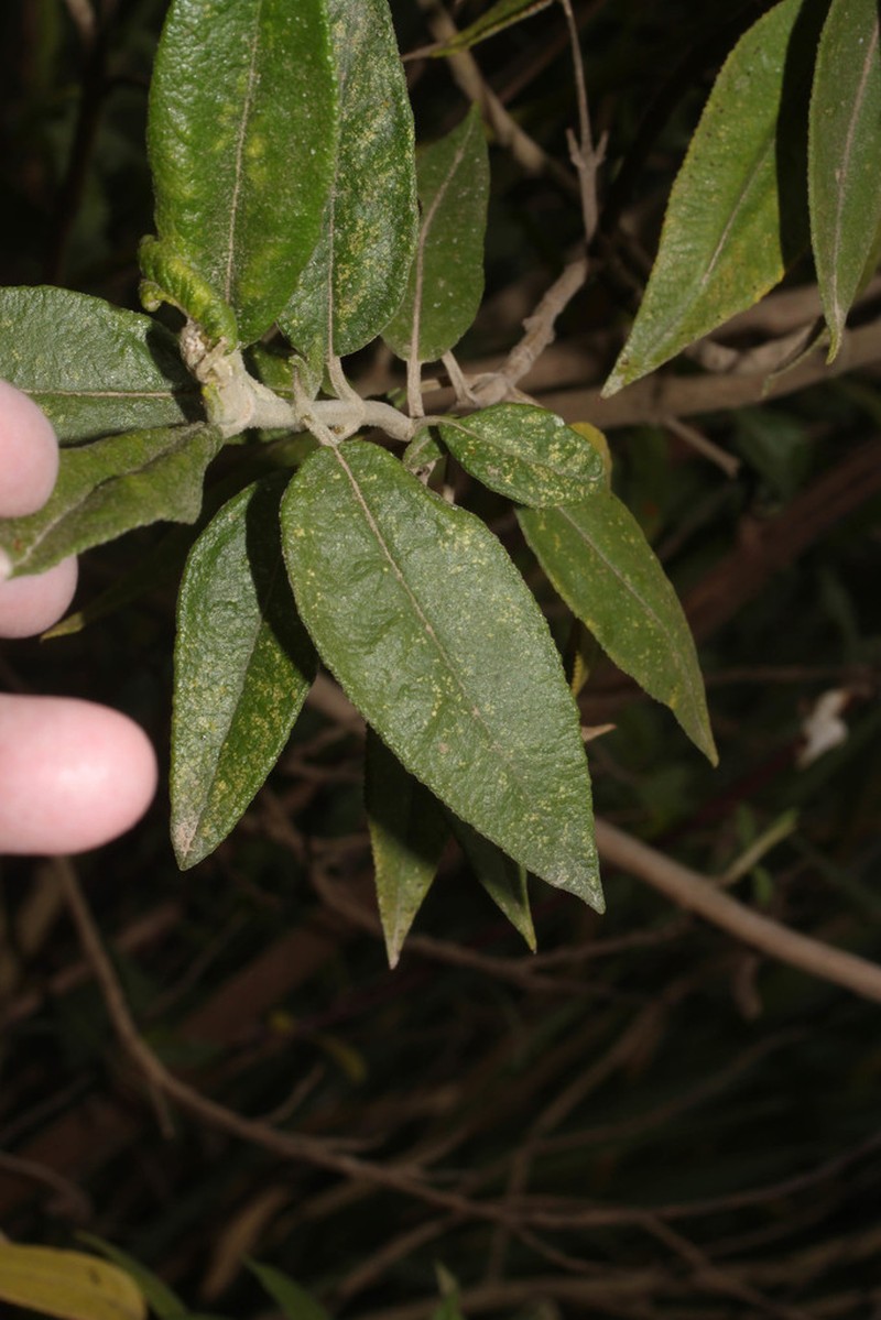 Aristeguietia persicifolia
