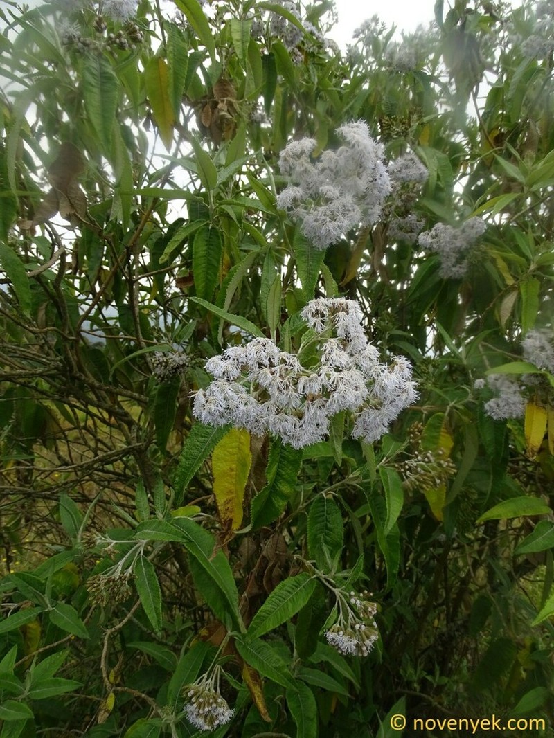 Aristeguietia persicifolia photo 2