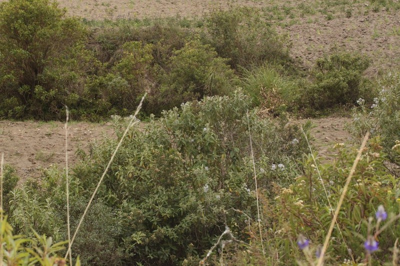 Aristeguietia persicifolia photo 3