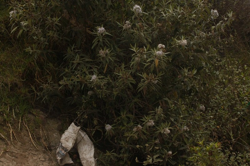 Aristeguietia persicifolia photo 4