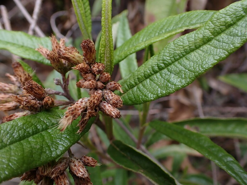 Aristeguietia persicifolia photo 5