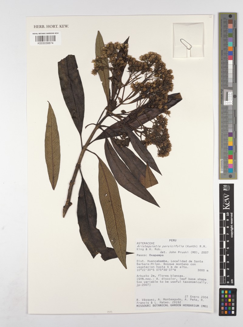 Aristeguietia persicifolia photo 6
