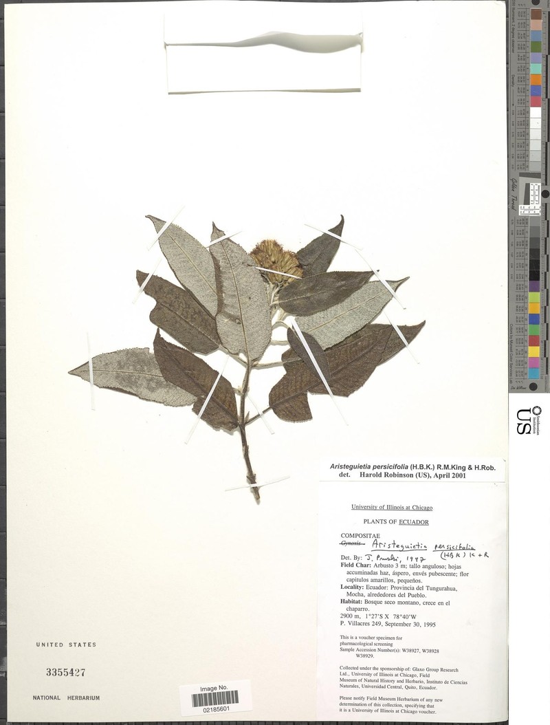 Aristeguietia persicifolia photo 7