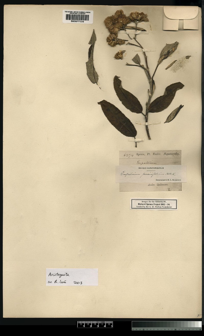 Aristeguietia persicifolia photo 8