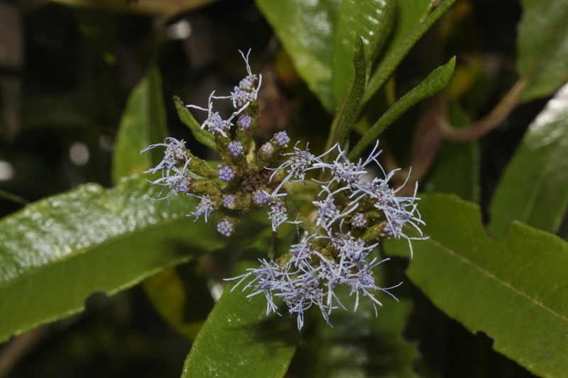 Aristeguietia pseudarborea