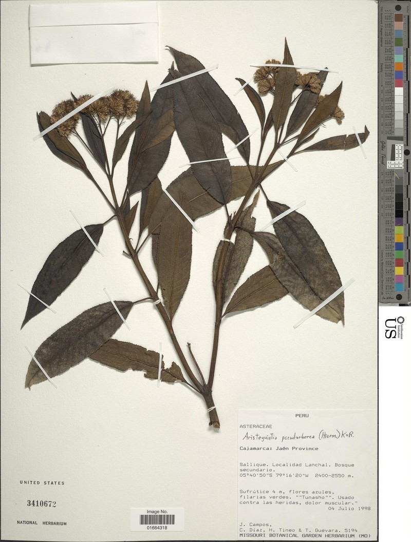 Aristeguietia pseudarborea photo 2